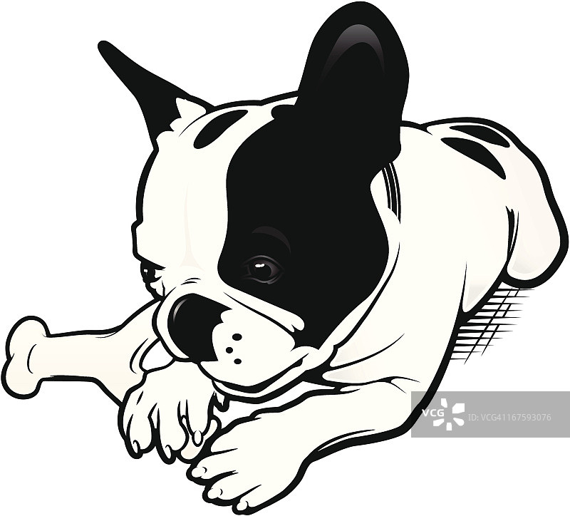 啃尼龙骨头的法国斗牛犬图片素材
