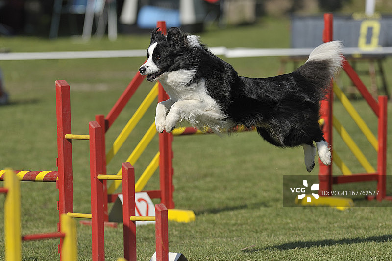 边境牧羊犬图片素材