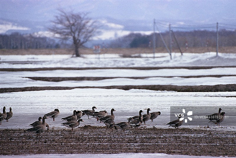 归来的鹅图片素材