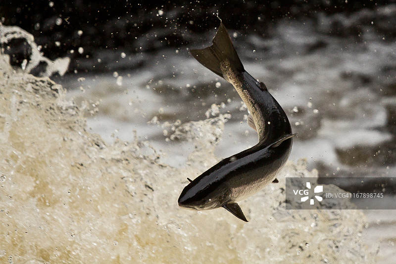 跃起的鲑鱼图片素材