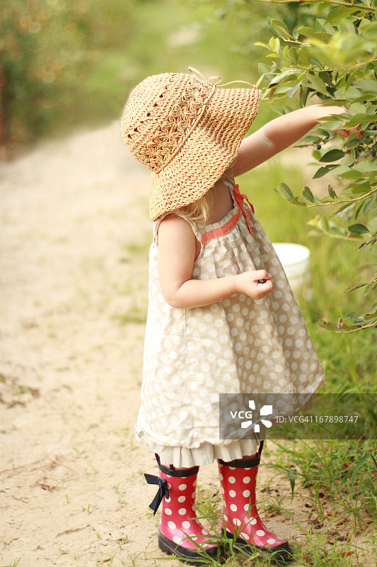 采摘浆果图片素材