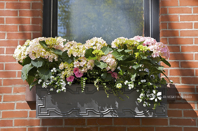 装满白色和粉色鲜花的窗台花箱图片素材