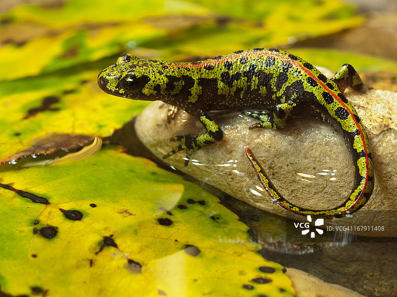 大理石纹蝾螈图片素材