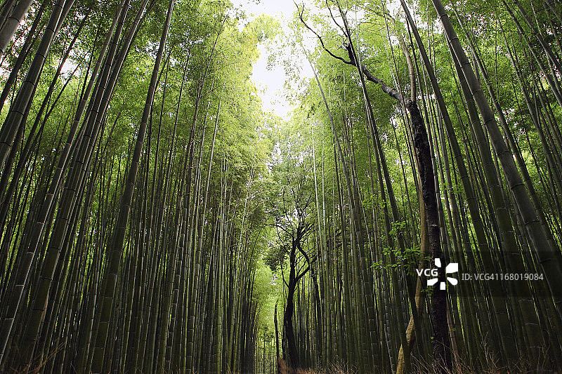 嵯峨野竹林图片素材