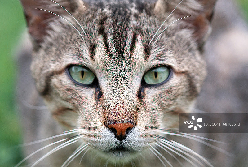 猫咪看着镜头图片素材