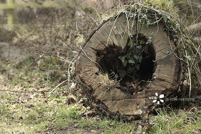 倒下的树干上的心形孔图片素材