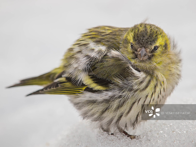 欧亚金翅雀看着摄影师图片素材