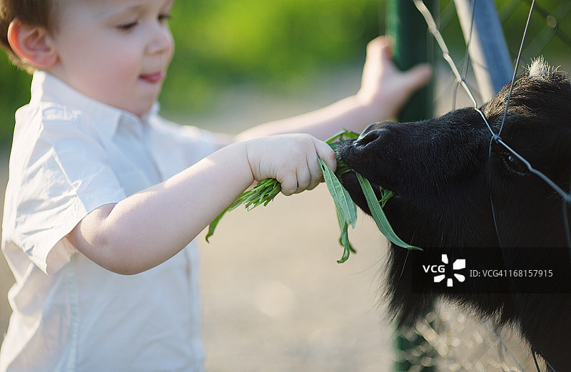 小男孩用草喂山羊图片素材