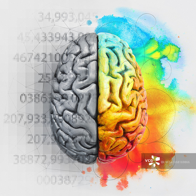 显示不同功能的左右脑图片素材