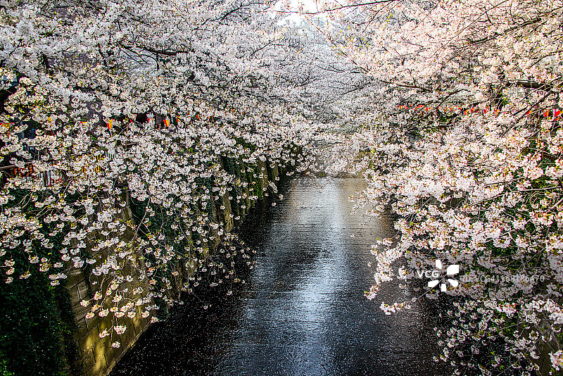 目黑川沿岸盛开的鲜花图片素材