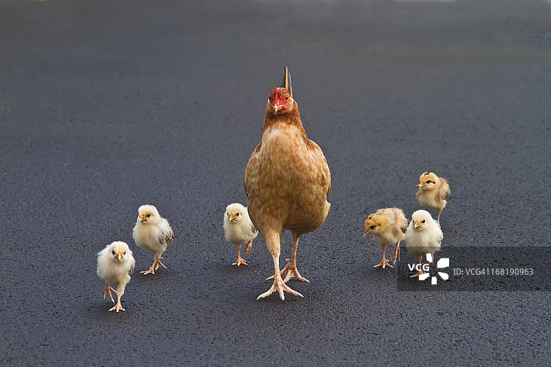 过马路图片素材