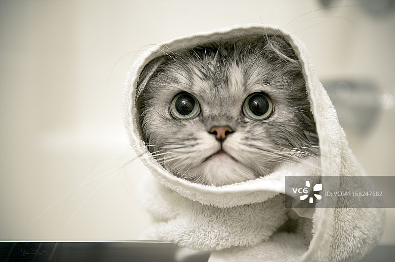 湿漉漉的猫图片素材