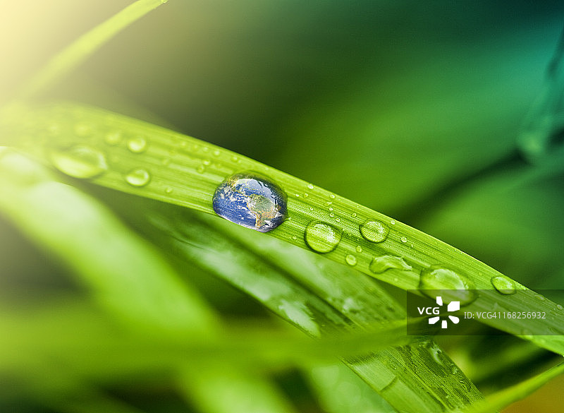 带雨滴的叶子图片素材
