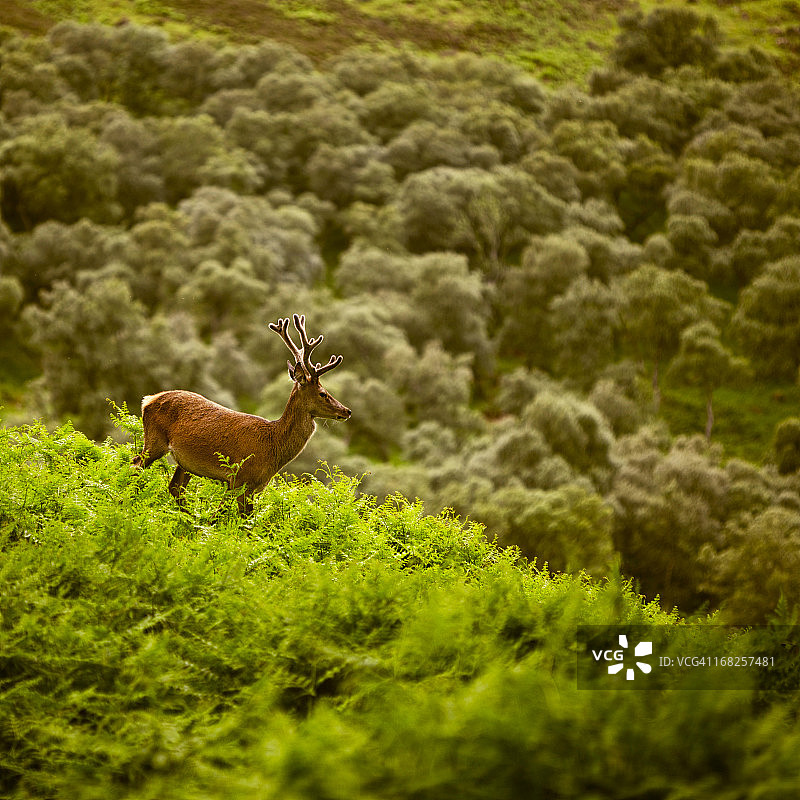苏格兰高地：暮光中的雄鹿图片素材