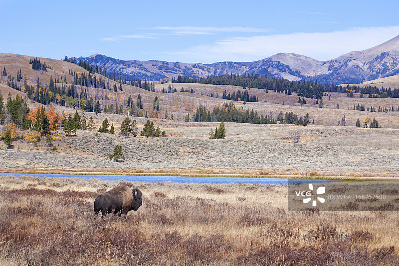 黄石公园的野牛和荒野图片素材
