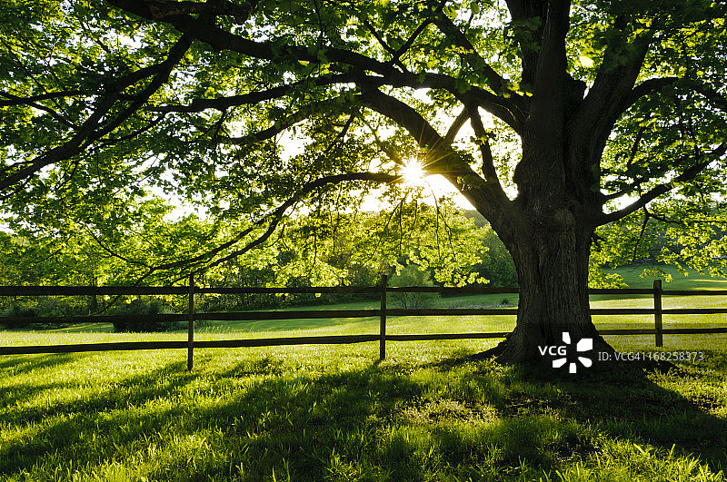 逆光下的枫树图片素材