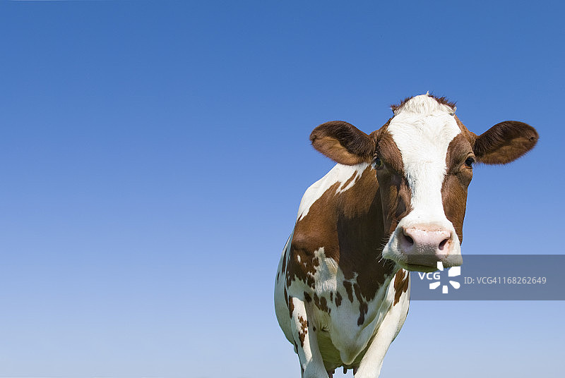 对着镜头，以蓝色天空为背景的奶牛图片素材