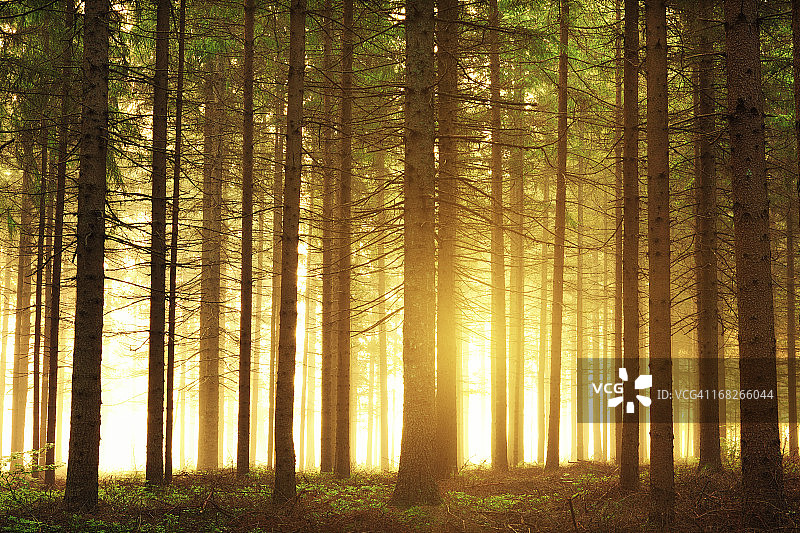 森林日出图片素材