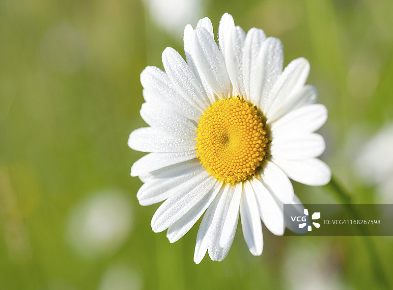 野雏菊特写图片素材