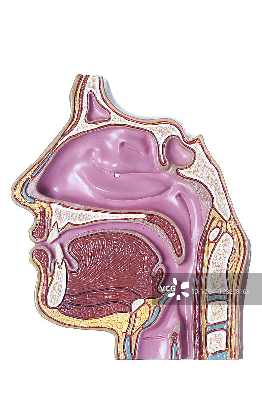 白色背景上的鼻窦和鼻腔解剖图图片素材