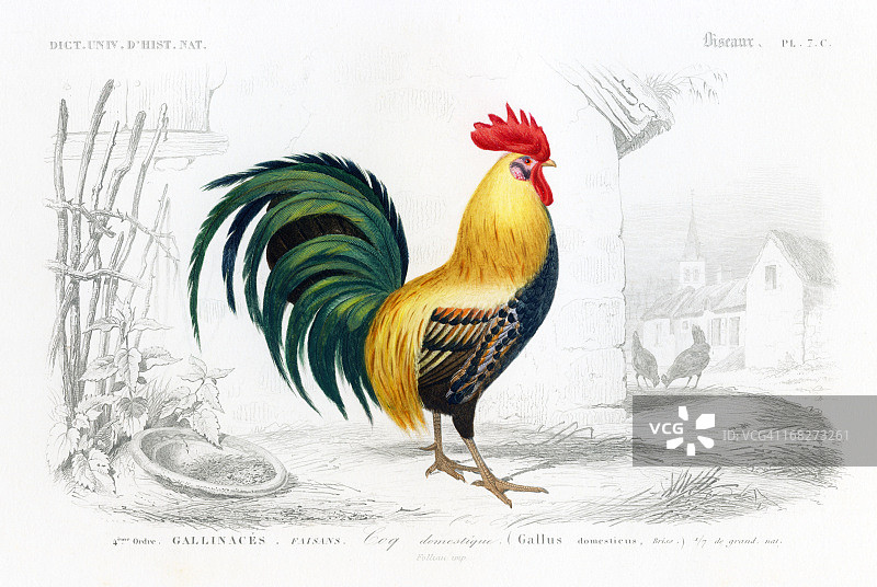 1849年精美公鸡雕刻图片素材