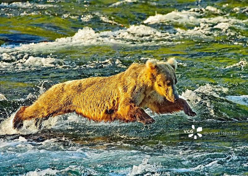 幼年灰熊的腹部拍水图片素材