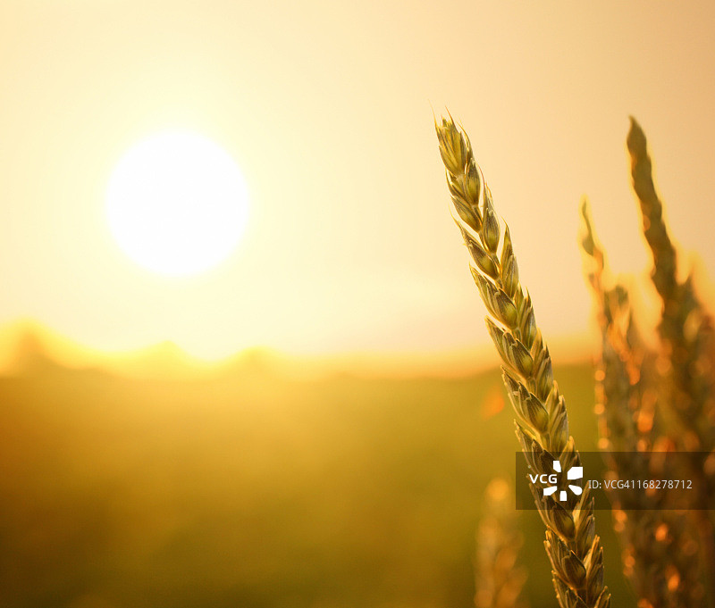 日落时分的小麦图片素材