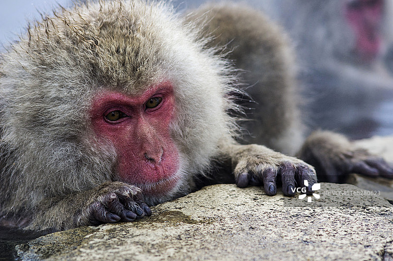 雪猴在泳池边放松图片素材