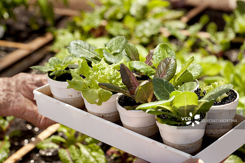 生菜植物与花园图片素材