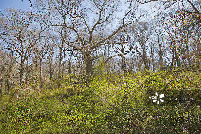 光秃秃的树木下的绿色植被图片素材