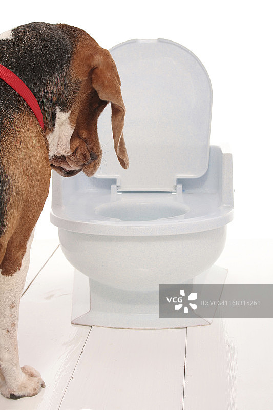 嗯...那是食盆吗？图片素材