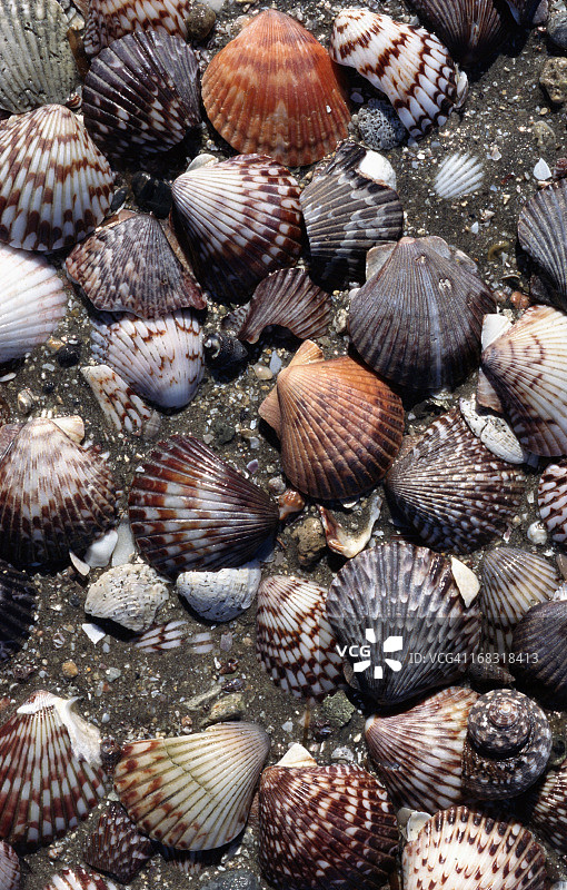 海滩上的贝壳图片素材