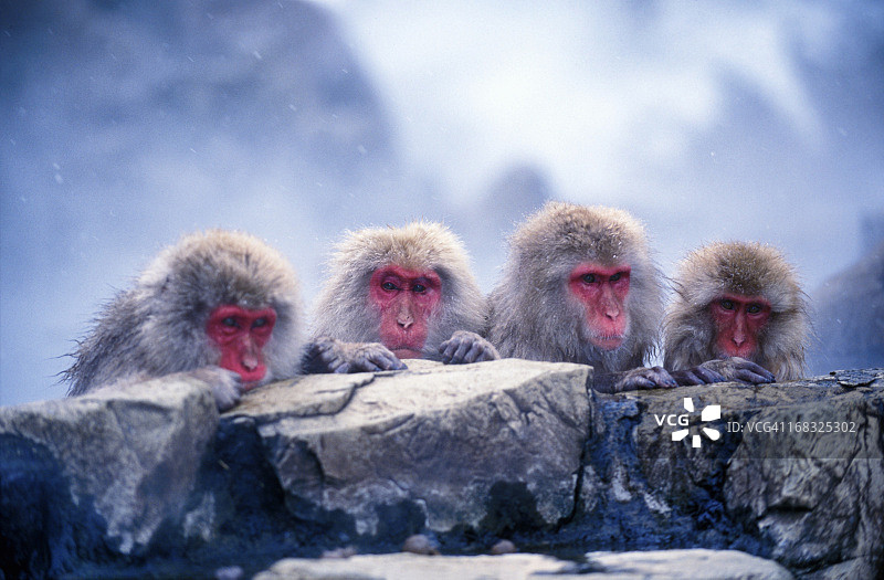日本雪猴在温泉池图片素材