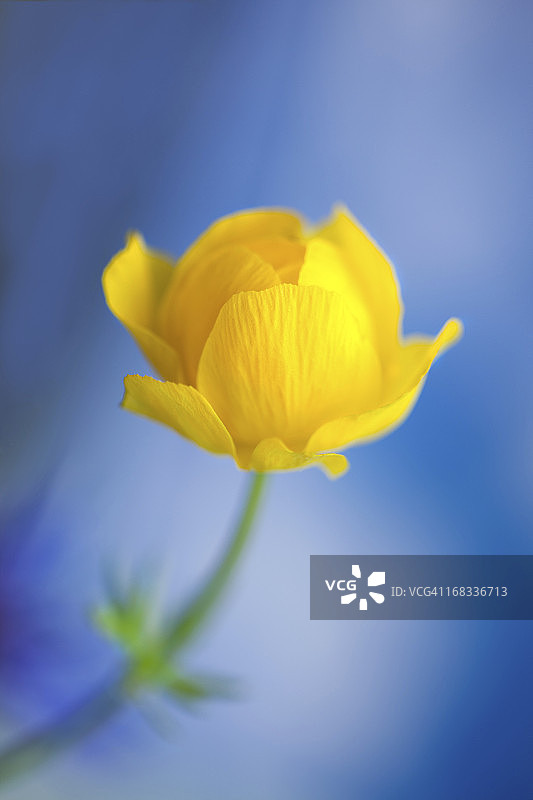 金莲花图片素材