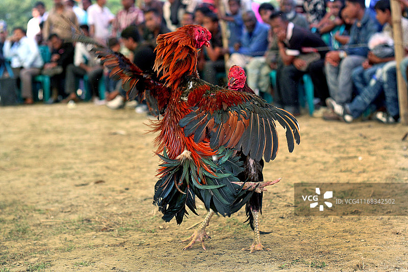 乡村斗鸡图片素材