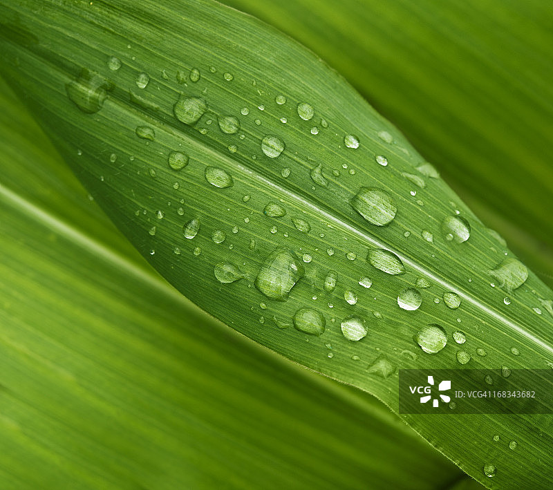 带有露珠的绿色宽大叶片图片素材