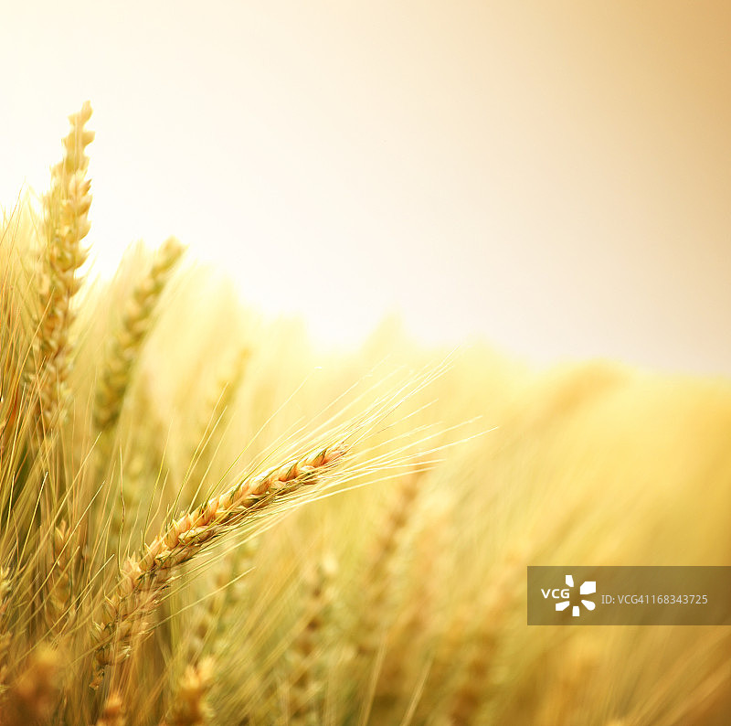 田野里成熟的麦子图片素材