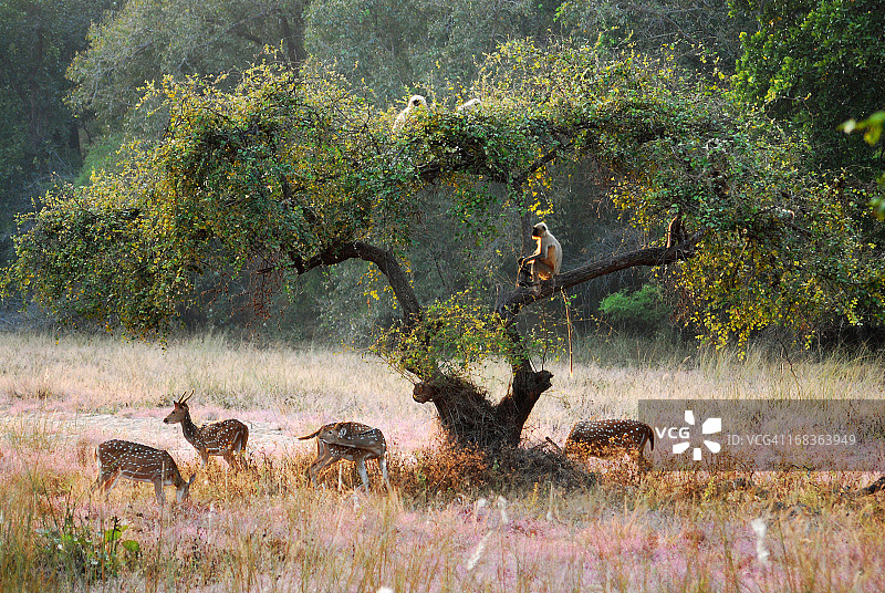 共生现象图片素材