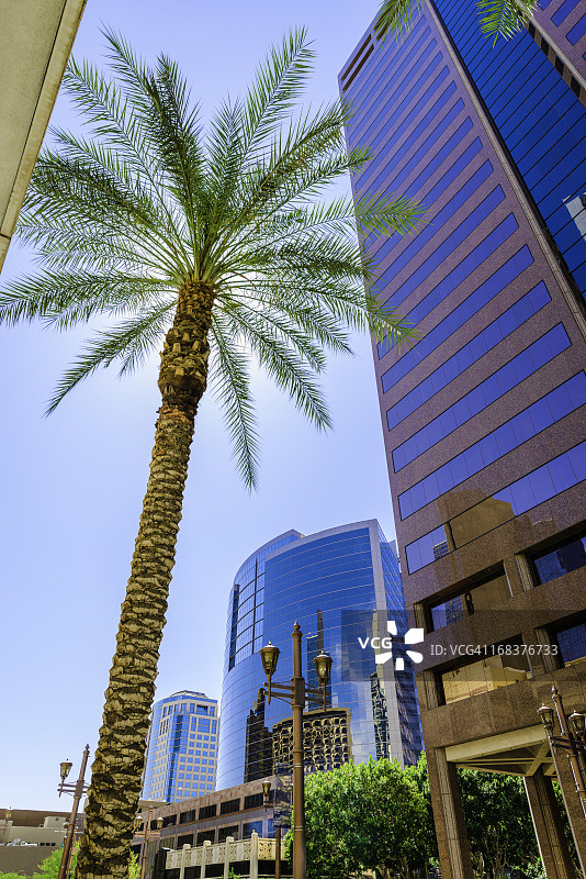 凤凰城摩天大楼和棕榈树城市景观图片素材