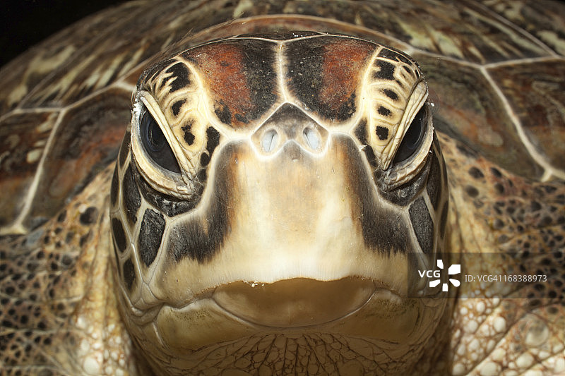 印度尼西亚布纳肯岛的绿海龟人像图片素材