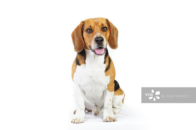 小猎犬幼犬的模特照图片素材