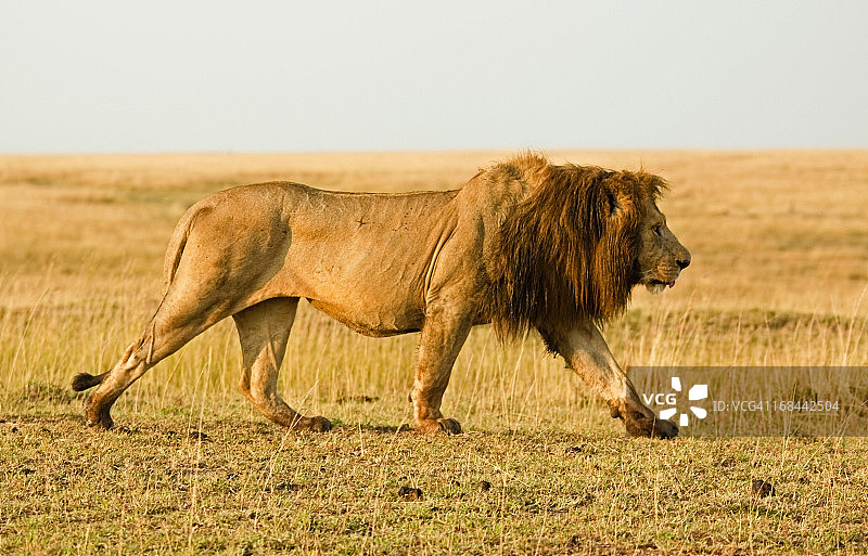 徘徊的狮子图片素材