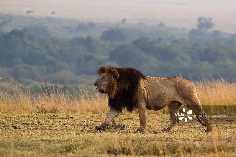 徘徊的狮子图片素材