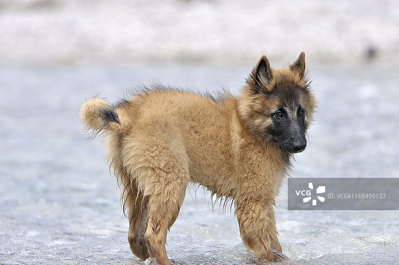 年轻的比利时牧羊犬图片素材