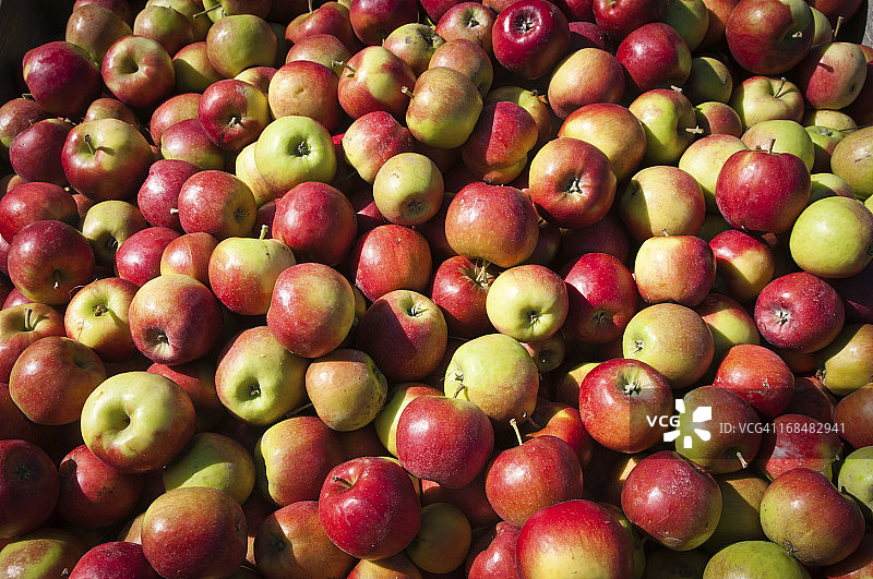 苹果背景全景图片素材