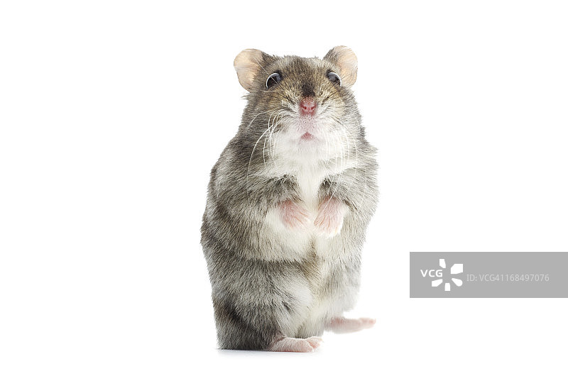 惊讶的加卡利亚仓鼠图片素材