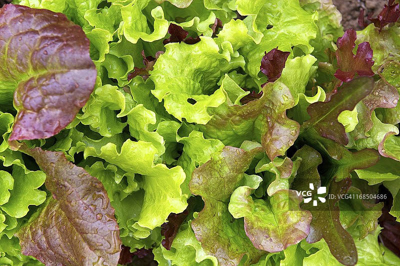 混合生菜沙拉图片素材