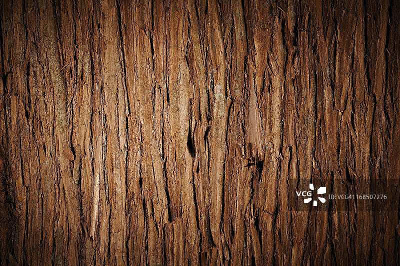 聚光灯下的雪松树皮纹理背景图片素材