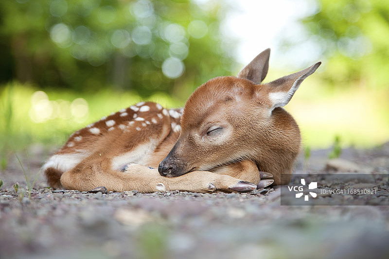 在林间空地睡觉的新生小鹿图片素材