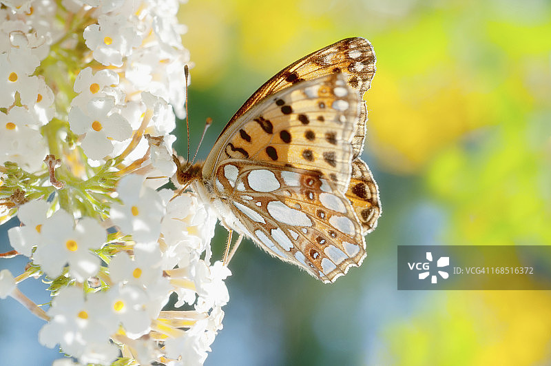 西班牙女皇蛱蝶在花上图片素材